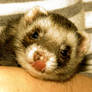 Ferret