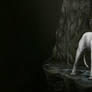 Dogo Argentino