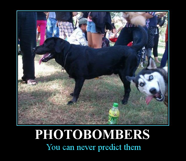 Photobombers DP