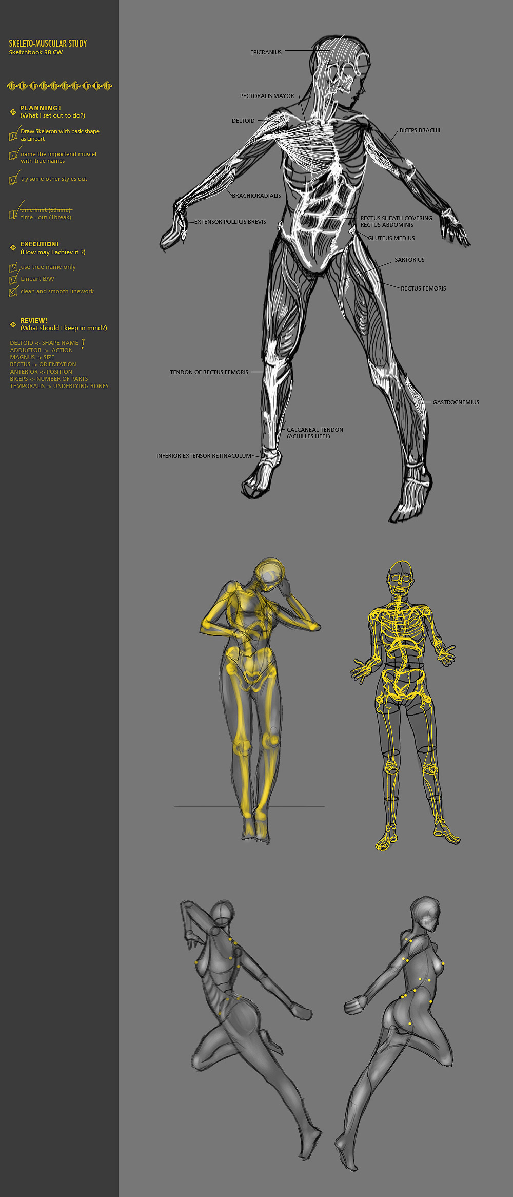 Skeleton-Muscular Study 38CW