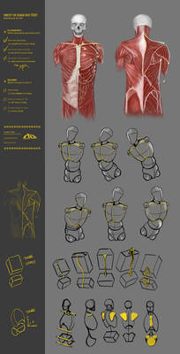 Simplify human body study 43CW