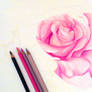WIP drawing Rose color pencil