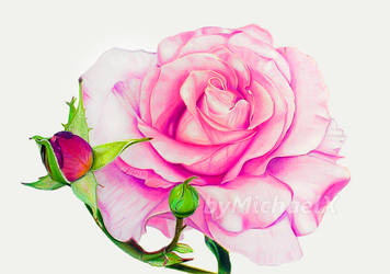 Drawing Rose color pencil