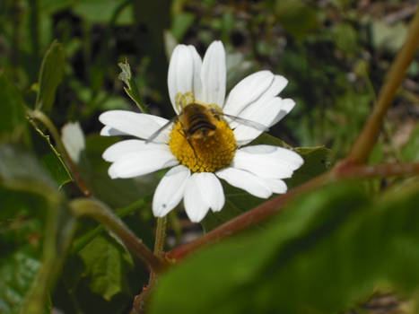 flower+bee:...more flowers?