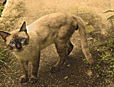 Blue Eyed HDR Cat Clin