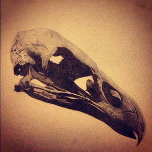 Penguin Skull