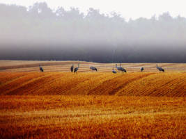 Cranes on the field