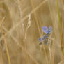 Polyommatus icarus