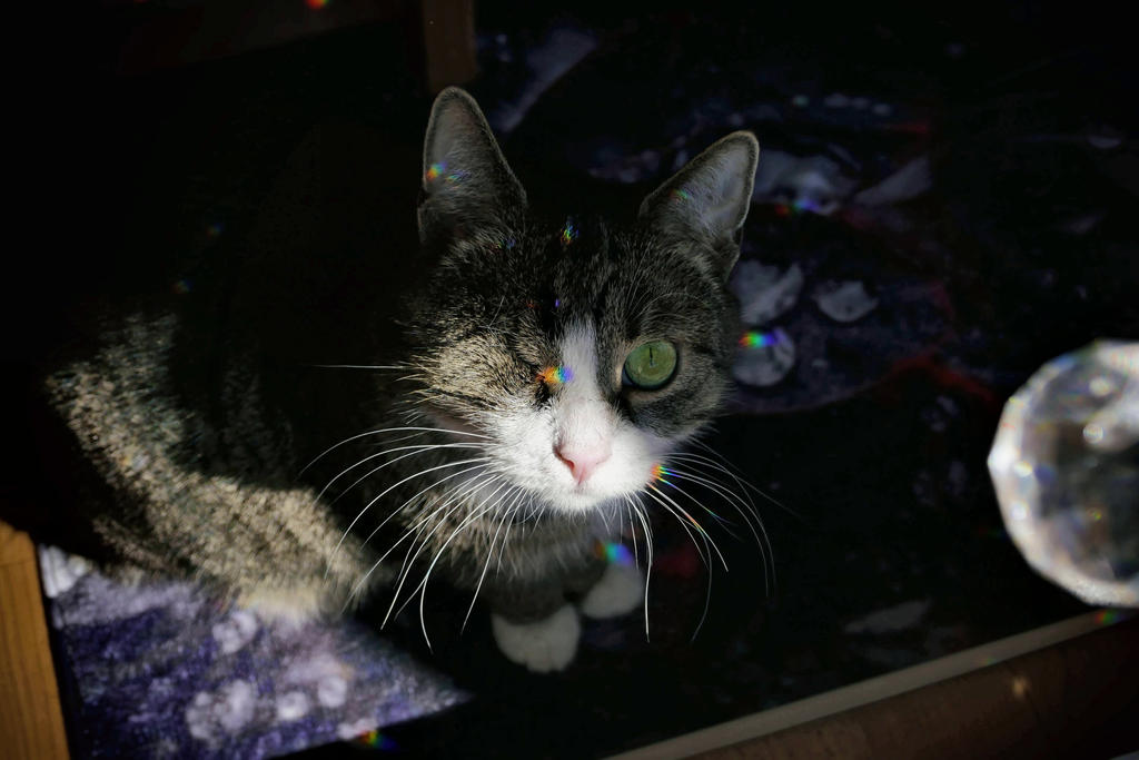 rainbow splinter by LumenDonas on DeviantArt