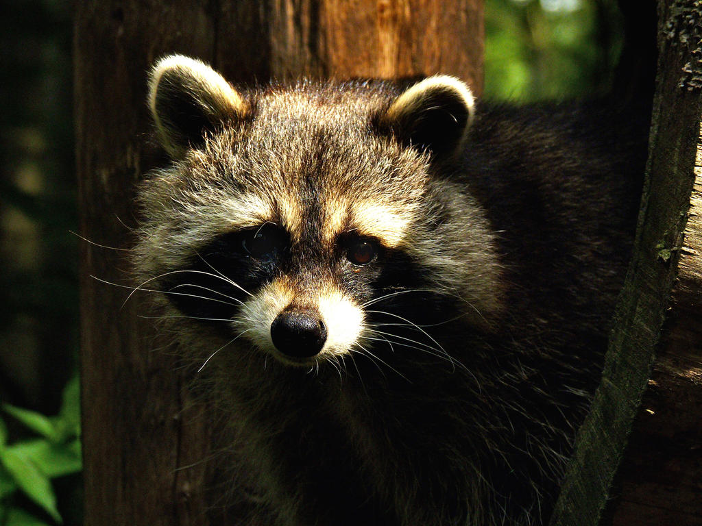 fluffy racoon by LumenDonas on DeviantArt