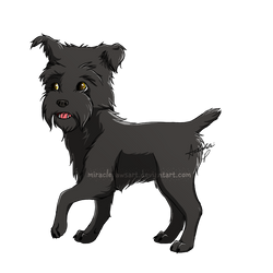 Affenpinscher