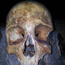 death's skull