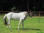 looking back white horse stock by Fether5