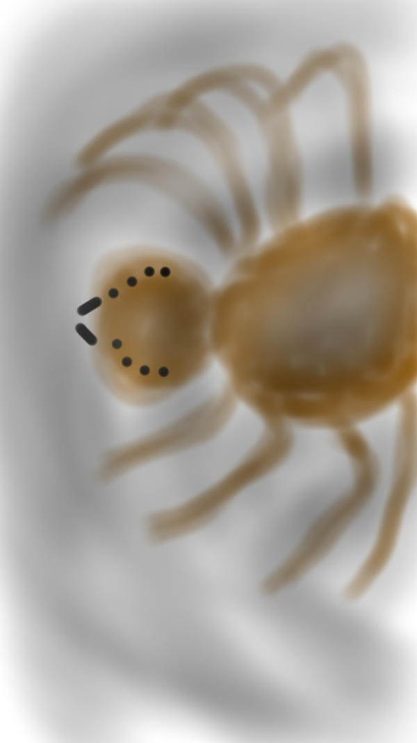 Spider Insect Deviantart SPIDER by Critter4lyfe on DeviantArt
