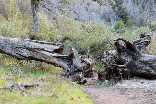 Switzer Falls 01-17-15 (15)