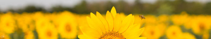 Sunflower Pana...