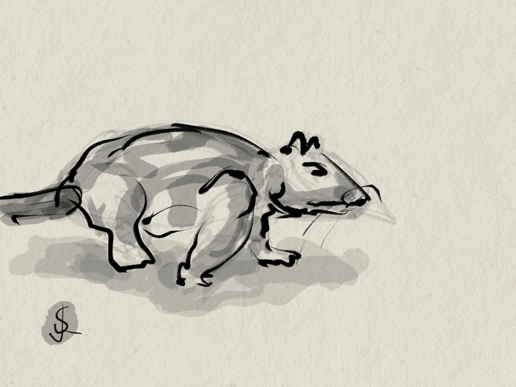 Rat Deviantart Rat by StevenLipton on DeviantArt