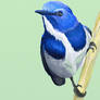 blue flycatcher