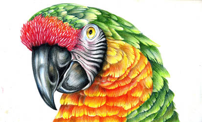 Hybrid macaw by FeatheredDiva