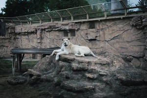 Gyor Zoo - White Lion