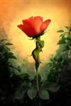 Rose's Soul by Lora-Vysotskaya Rose's Soul by Lora-Vysotskaya