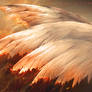 FALLEN in love ANGEL
