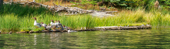 water fowl