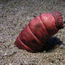 Mongolian Death Worm
