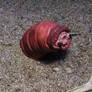 Mongolian Death Worm