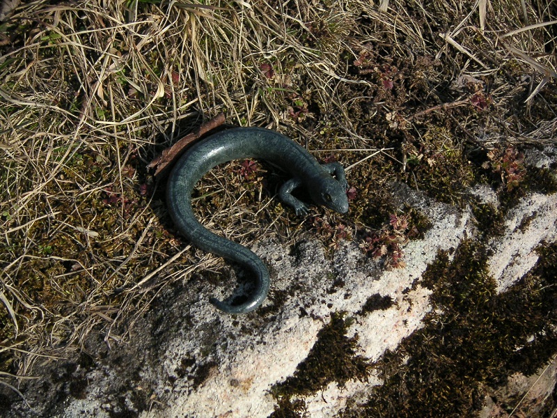 Tatzelwurm basking on wall