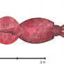 Colossal Squid Mesonychoteuthis hamiltoni