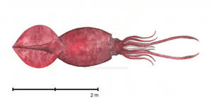 Colossal Squid Mesonychoteuthis hamiltoni