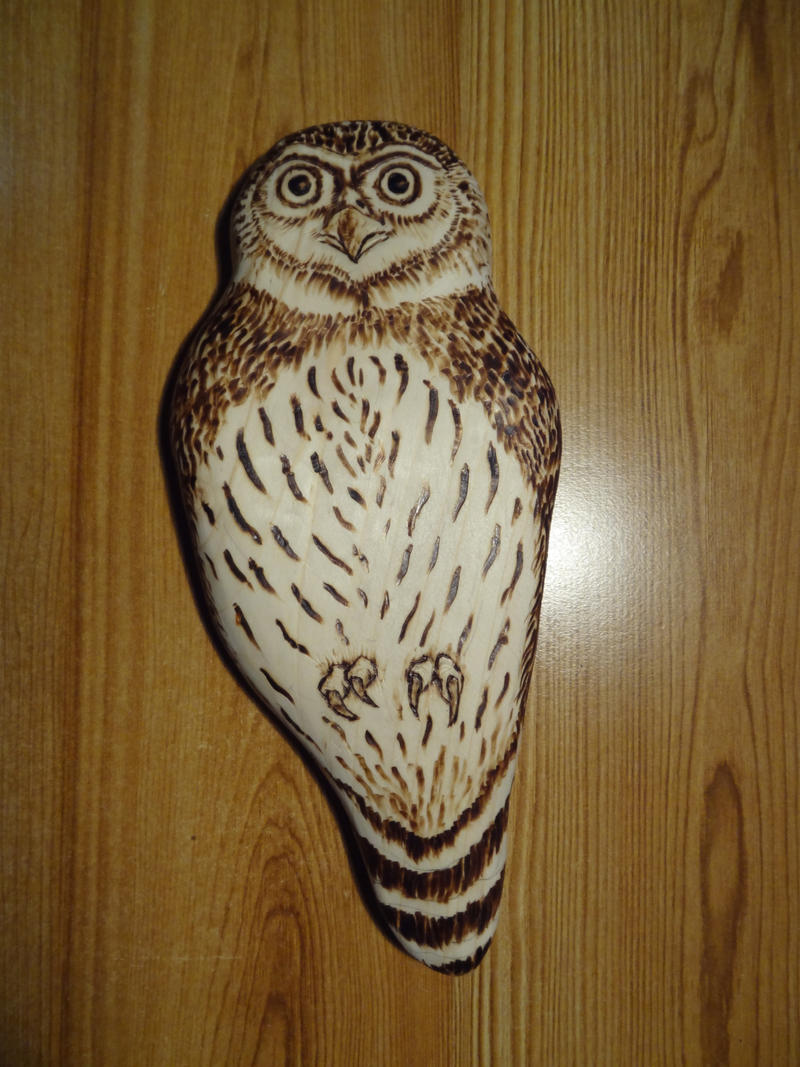 Another wooden pygmy owl