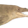 Dorudon atrox with vibrissae