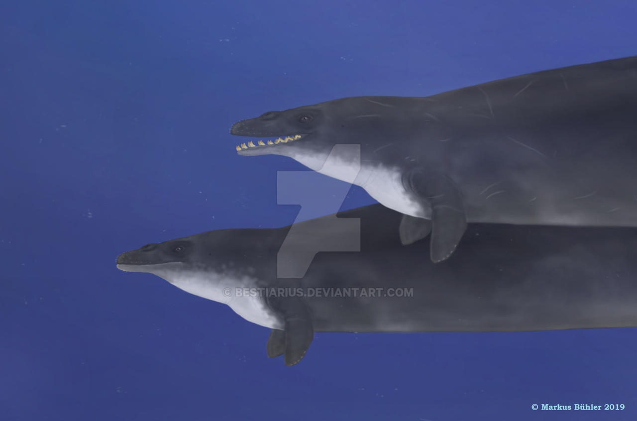 A pair of Basilosaurs