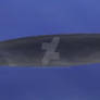 Basilosaurus (full body reconstruction)