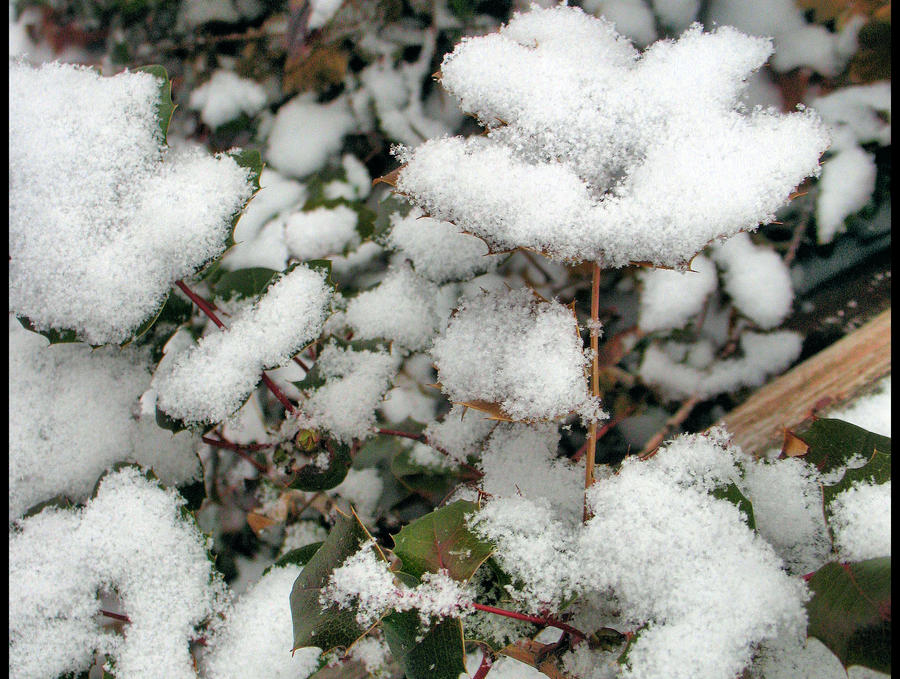 Snowy Leaves