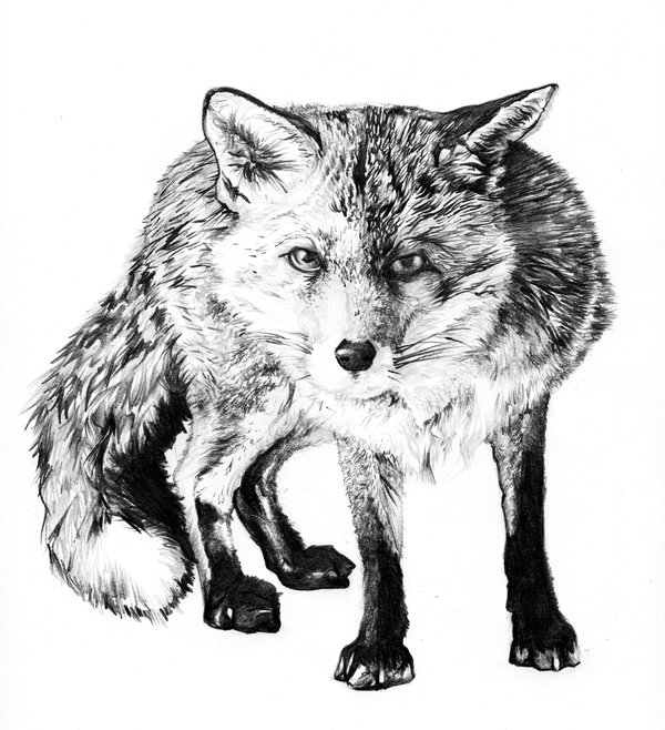 Fox - pencil