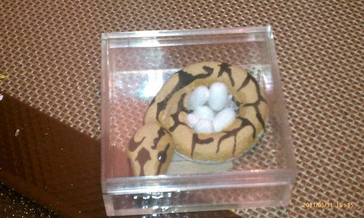 Spider ball python with eggs by milkshake8882 on DeviantArt