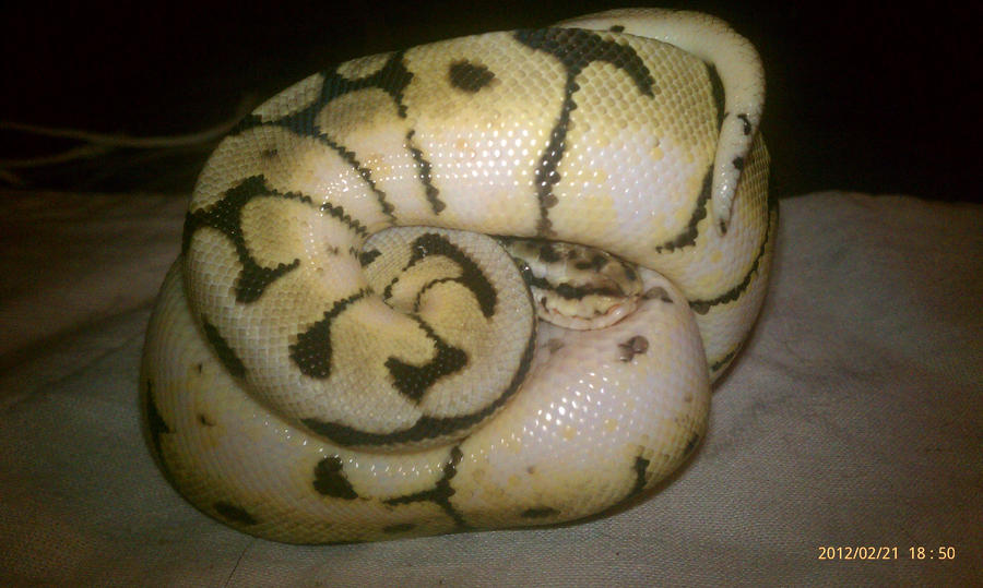 Blonde Bumblebee Ball Python, hiding by milkshake8882 on DeviantArt