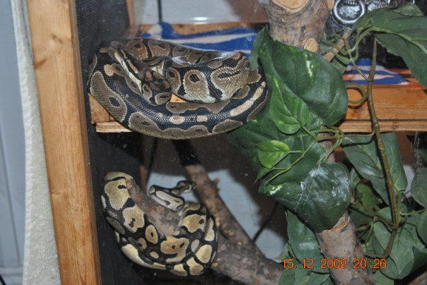 Normal Ball Python by milkshake8882 on DeviantArt