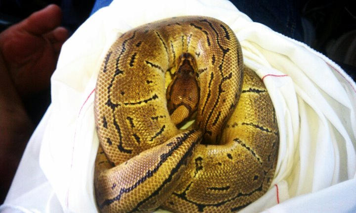 Pinstripe ball python by milkshake8882 on DeviantArt