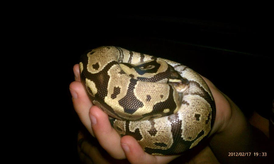 Fire Ball python by milkshake8882 on DeviantArt
