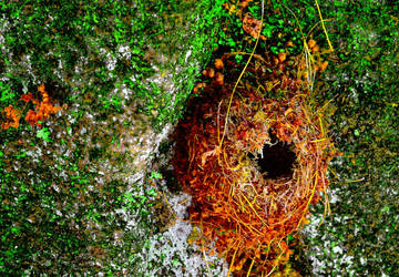 Nest