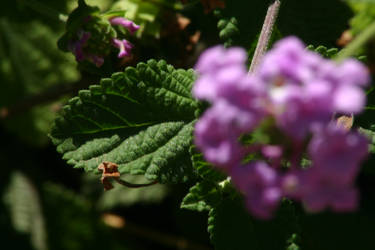 Purple flowers