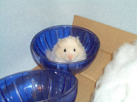 Hamster Teddy