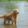 Golden Retriever SAM 6