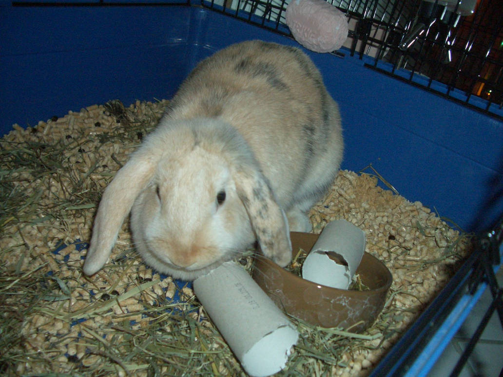 Rabbit 34 by cittycat on DeviantArt