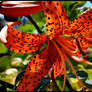 leopard flower