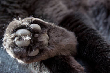 Paw Project 6